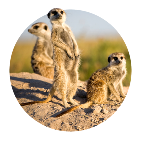 Drei Erdmännchen im Sand